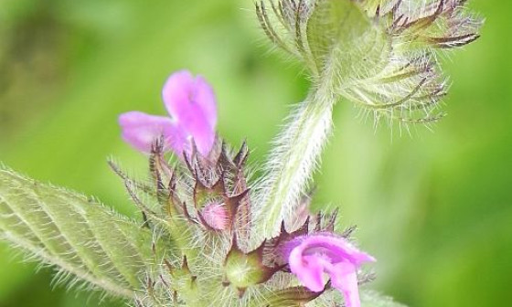 grad cvulga