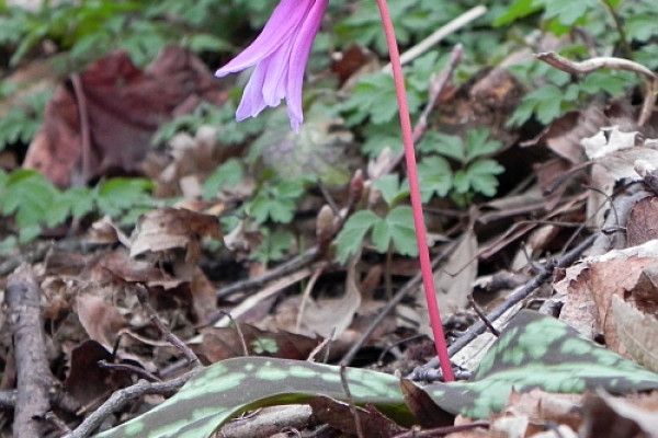 grad edenscanis