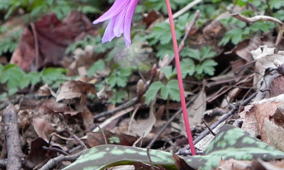grad edenscanis