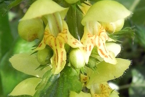 grad gmontanum