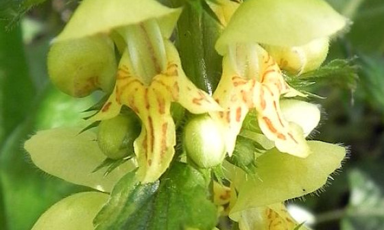 grad gmontanum