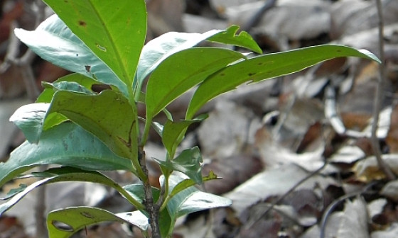 grad plaurocerasus
