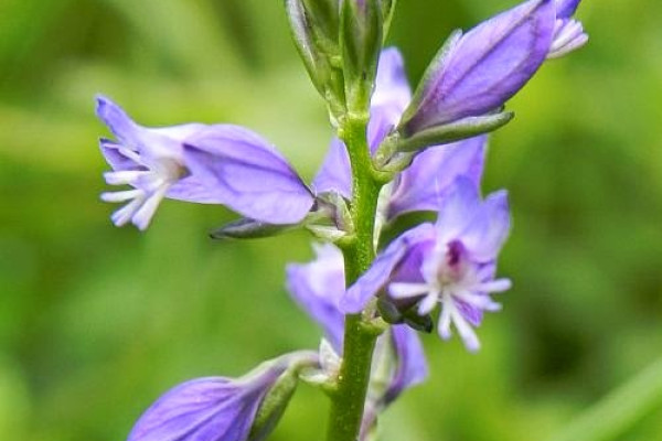 grad polygala2