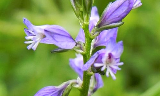 grad polygala2