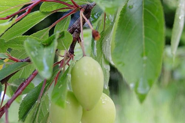 grad prunus