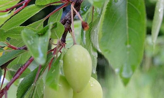 grad prunus