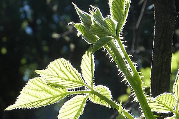 grad rubus 2