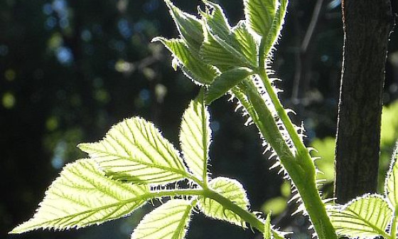 grad rubus 2