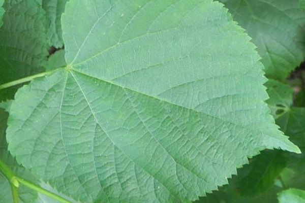 grad tilia