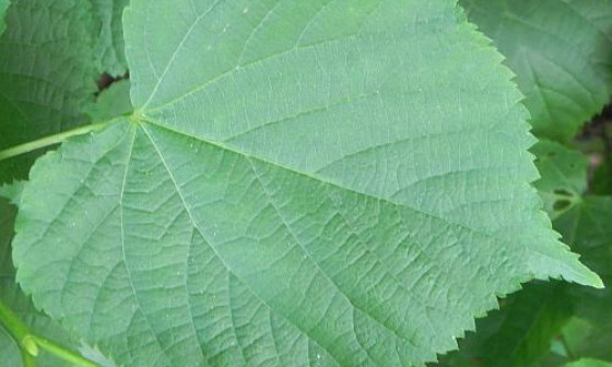 grad tilia