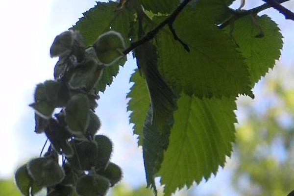 grad ulaevis