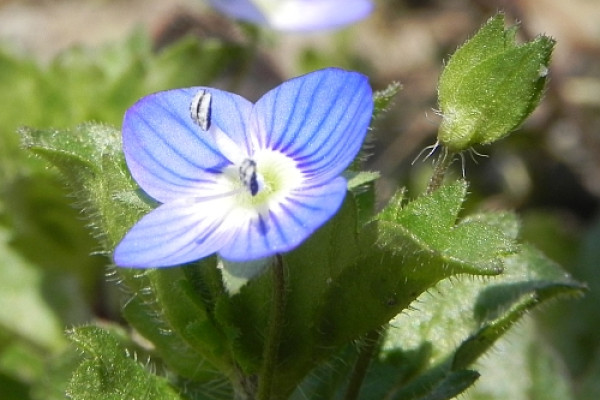 grad vpersica