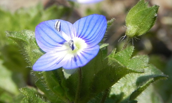 grad vpersica