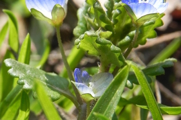 grad vpolita
