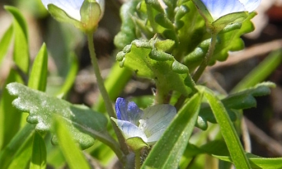 grad vpolita