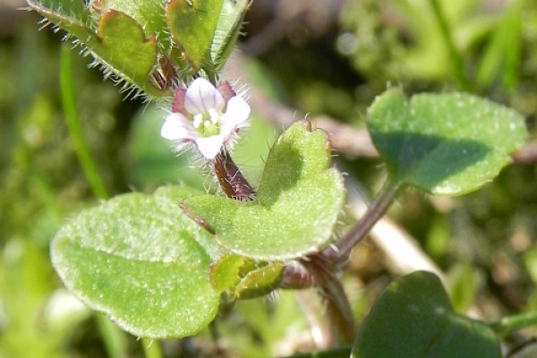 grad vsublobata