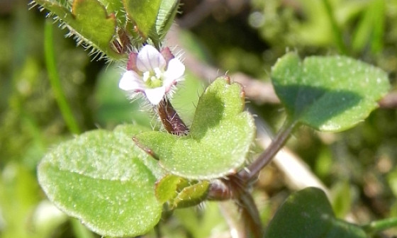 grad vsublobata