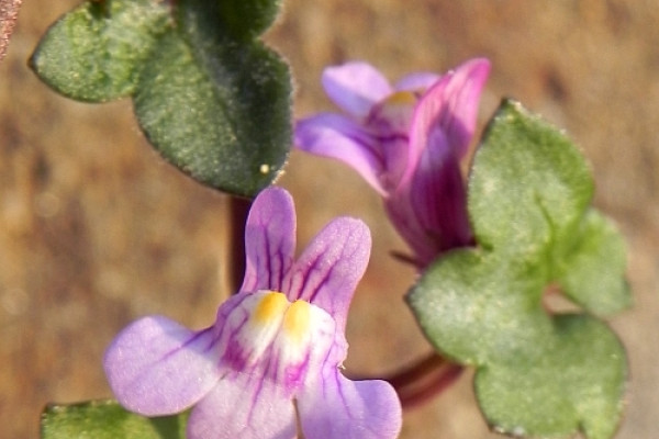 gradcmuralis