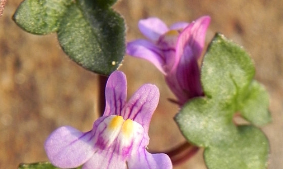 gradcmuralis