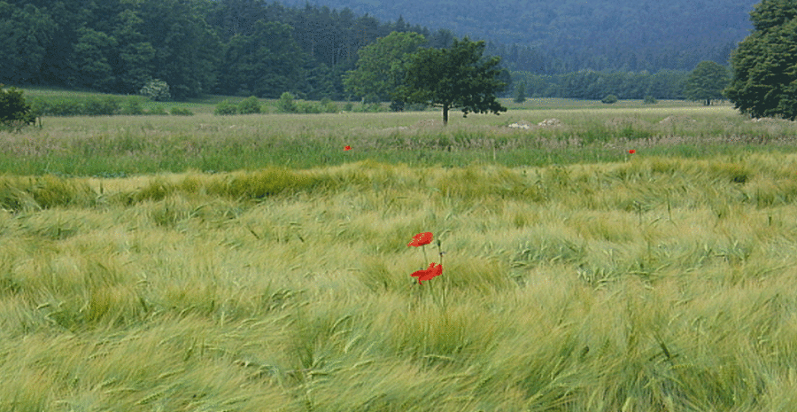 Gledamo skozi in naprej