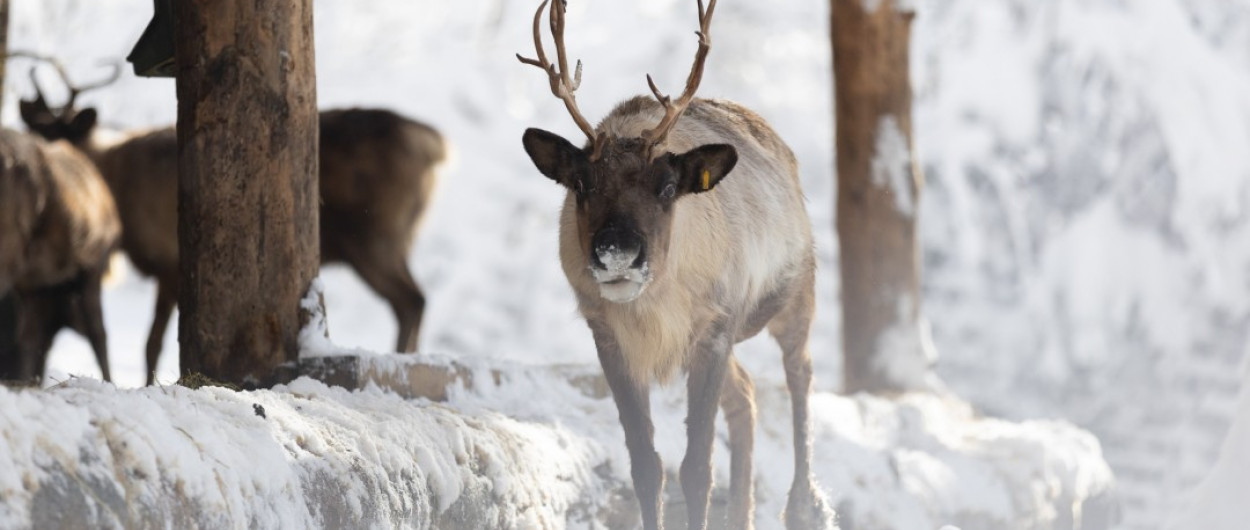 Živali severnih dežel, kot so losi in severni jeleni, so pozimi pogosto živahnejše kot poleti, vir: Arhiv ZOO Ljubljana 