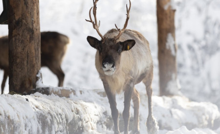 Živali severnih dežel, kot so losi in severni jeleni, so pozimi pogosto živahnejše kot poleti, vir: Arhiv ZOO Ljubljana 
