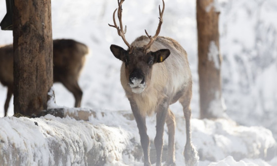 Živali severnih dežel, kot so losi in severni jeleni, so pozimi pogosto živahnejše kot poleti, vir: Arhiv ZOO Ljubljana 