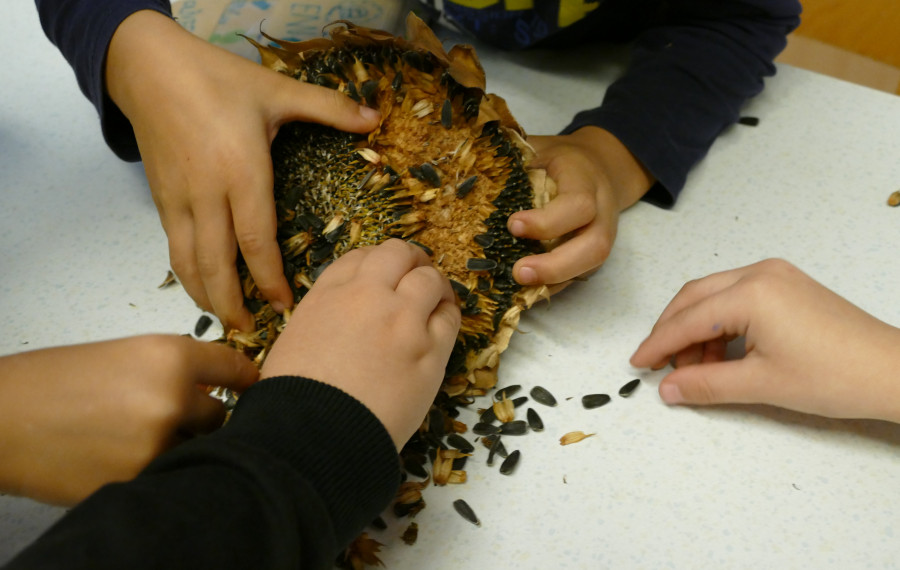 otroške roke, ki ločujejo semena sončnice