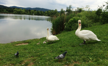 Labodja družina na Koseškem bajerju, foto: N. Ramovš Žebovec