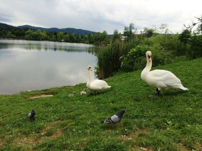 Labodja družina na Koseškem bajerju, foto: N. Ramovš Žebovec