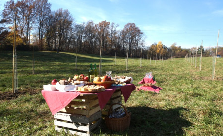 151111_otvoritevjavnegasadovnjakamol_nrovan_006.jpeg