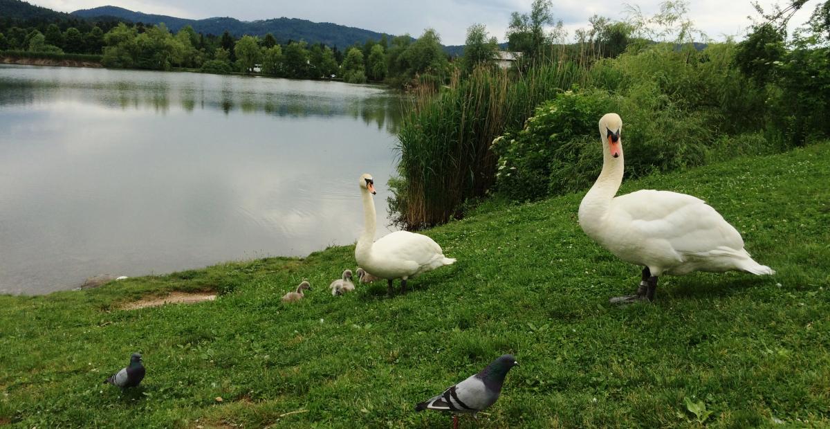 Labodja družina na Koseškem bajerju, foto: N. Ramovš Žebovec