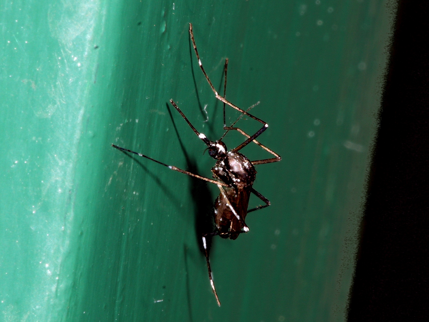 01 samica tigrastega komarja Aedes albopictus E005805 TomiTrilarPMS2