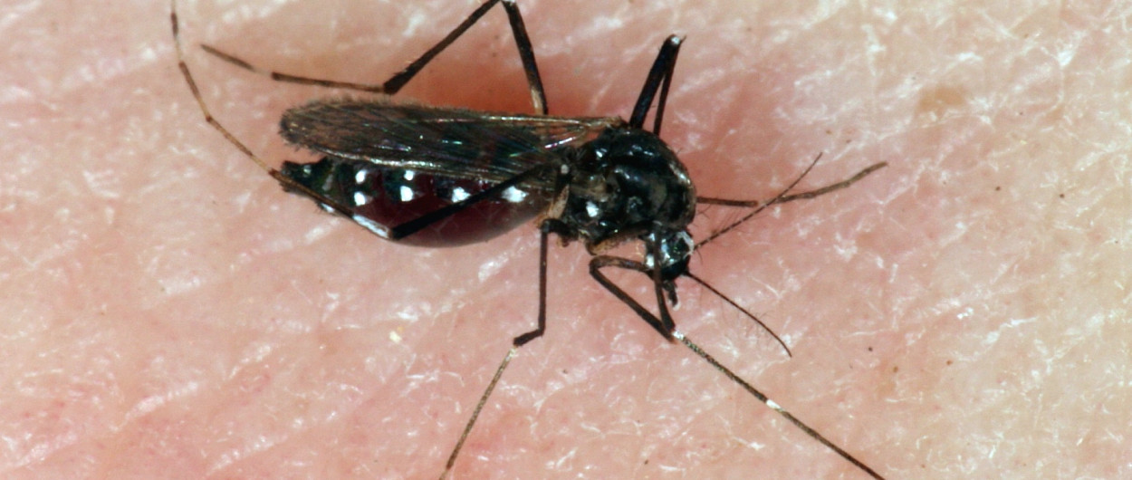 04 samica tigrastega komarja Aedes albopictus E005819 TomiTrilarPMS