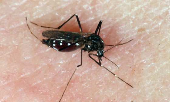 04 samica tigrastega komarja Aedes albopictus E005819 TomiTrilarPMS