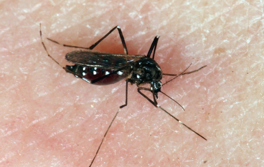04 samica tigrastega komarja Aedes albopictus E005819 TomiTrilarPMS