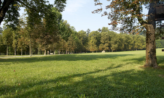 Gozdovi so pljuča Ljubljane, foto: Domen Pal