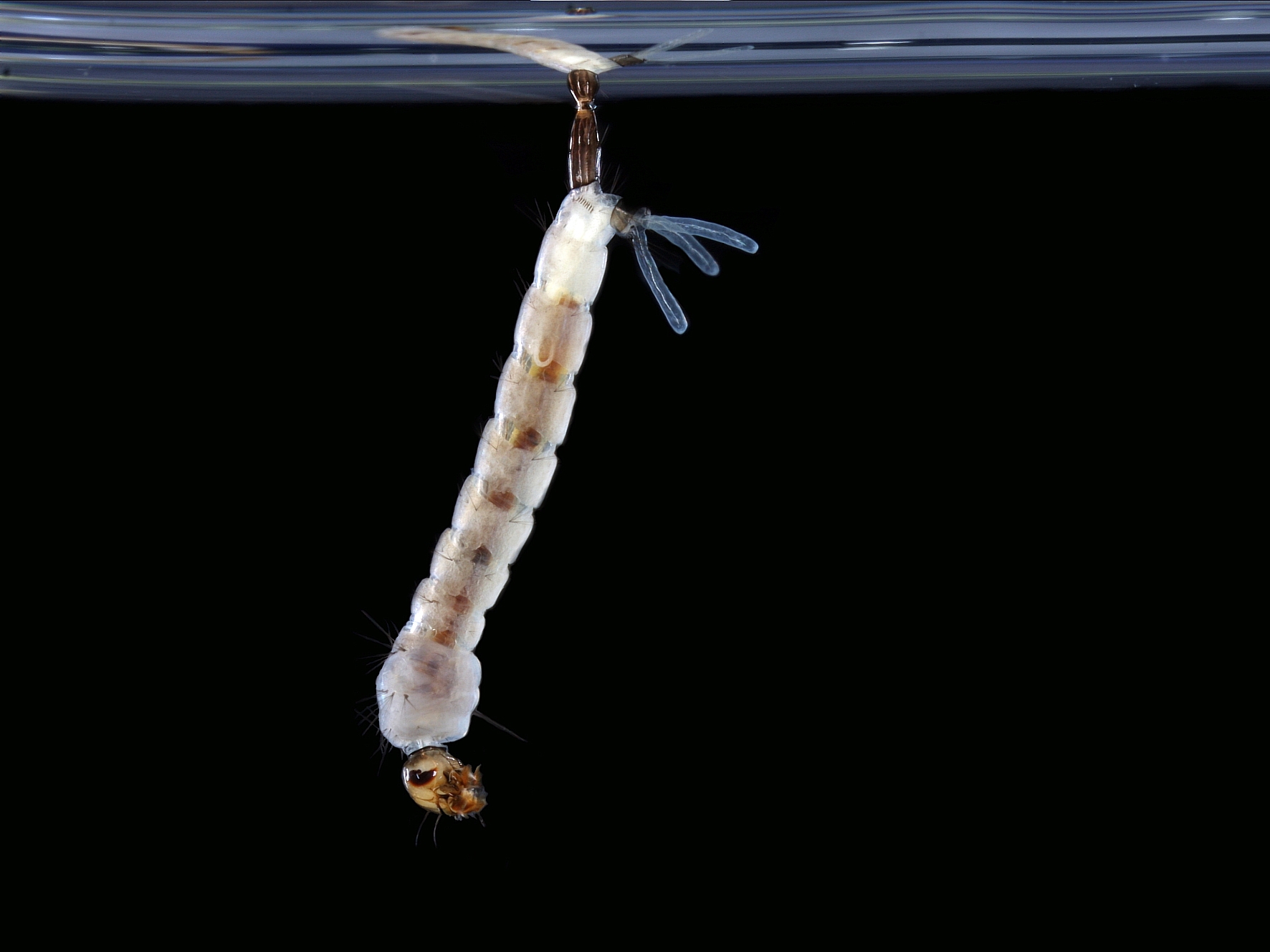 Tigrasti komar » Mestna občina Ljubljana