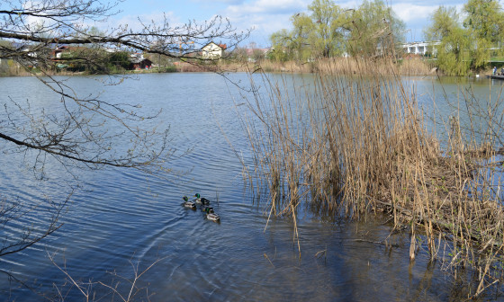 120401 Koseski bajer VitaKontic 3