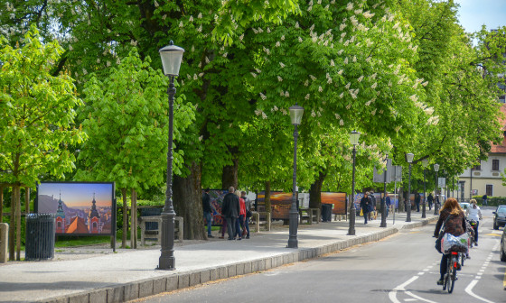 drevesa na Krakovskem nasipu 