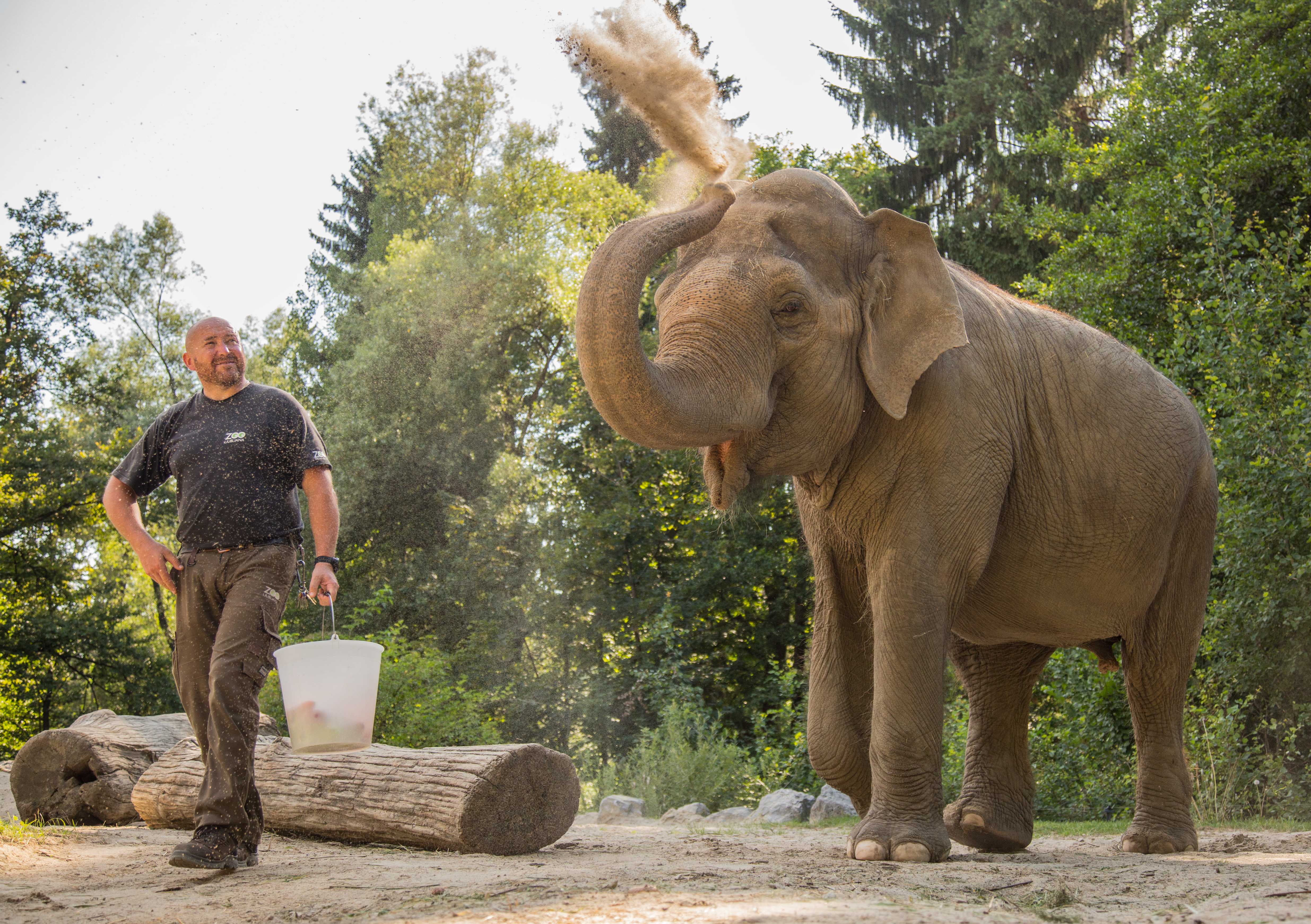 170708 slonica Ganga foto Petra Hrovatin ZOO2