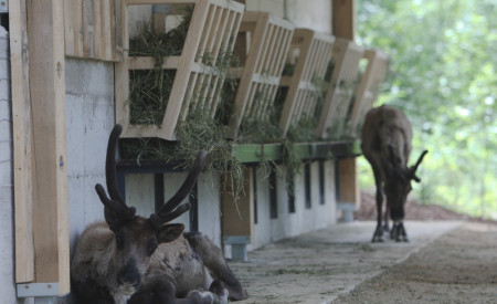 Prenovljena ograda za severne jelene v letu 2018, foto: N. Rovan