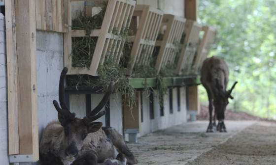 Prenovljena ograda za severne jelene v letu 2018, foto: N. Rovan