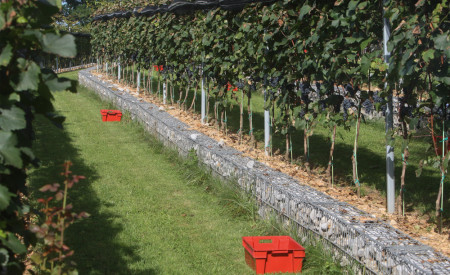 Grajski vinograd, foto: N. Rovan