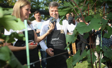 Trgatev v Grajskem vinogradu, foto: Nik Rovan