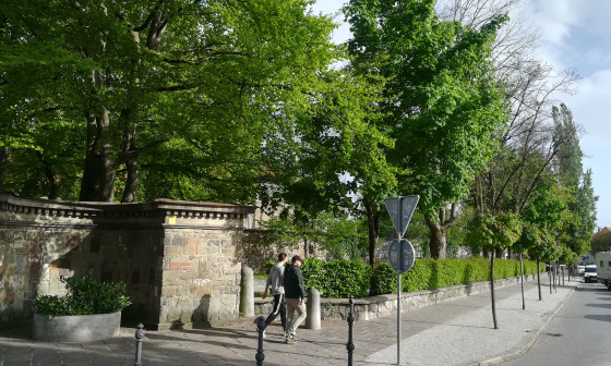 drevesa v parku pri Križankah