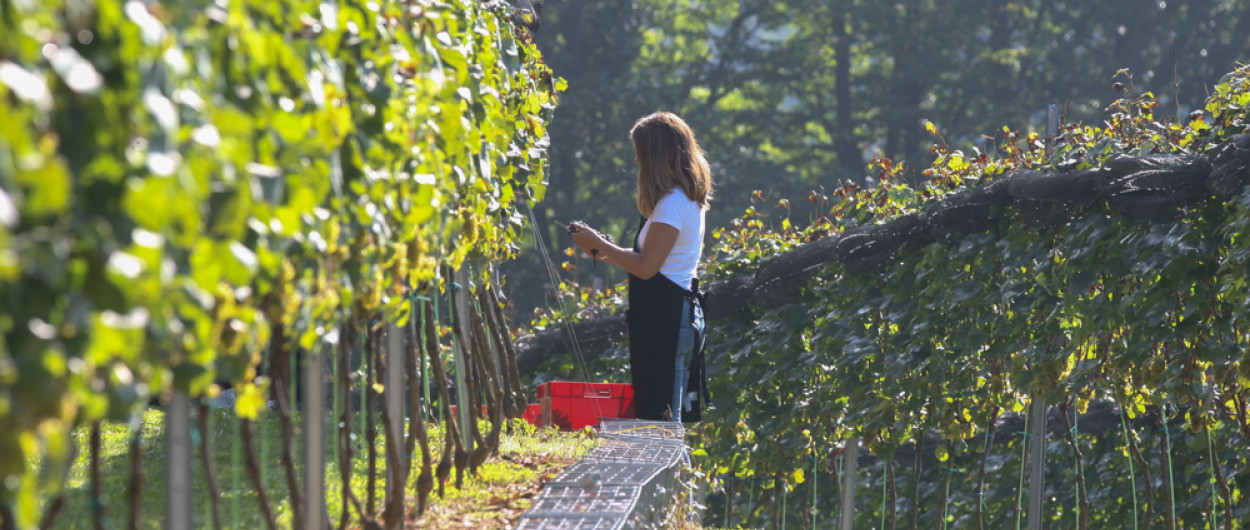 grajski vinograd
