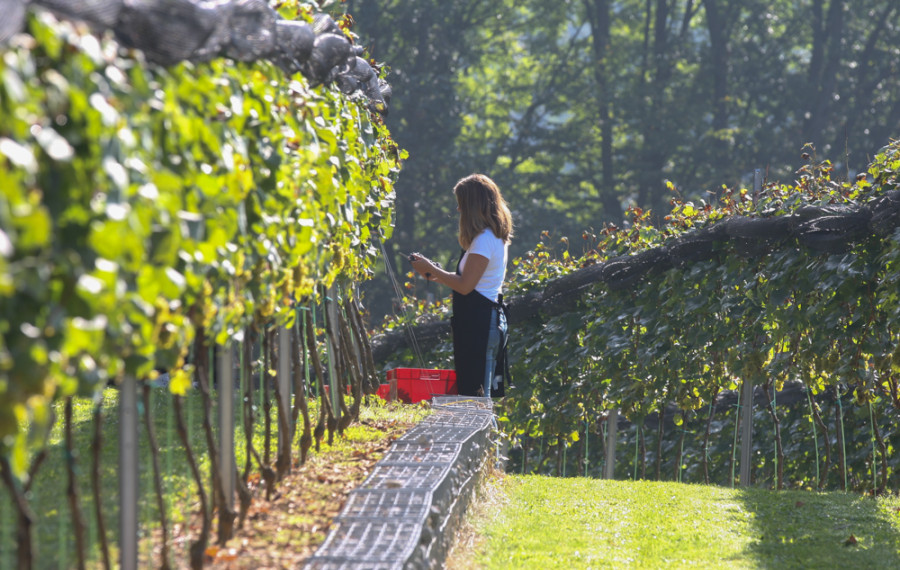trgatev v grajskem vinogradu. foto: nrovan