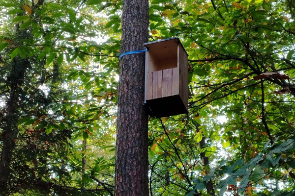 Gnezdilnica za lesno sovo Foto Tjasa Zagorsek