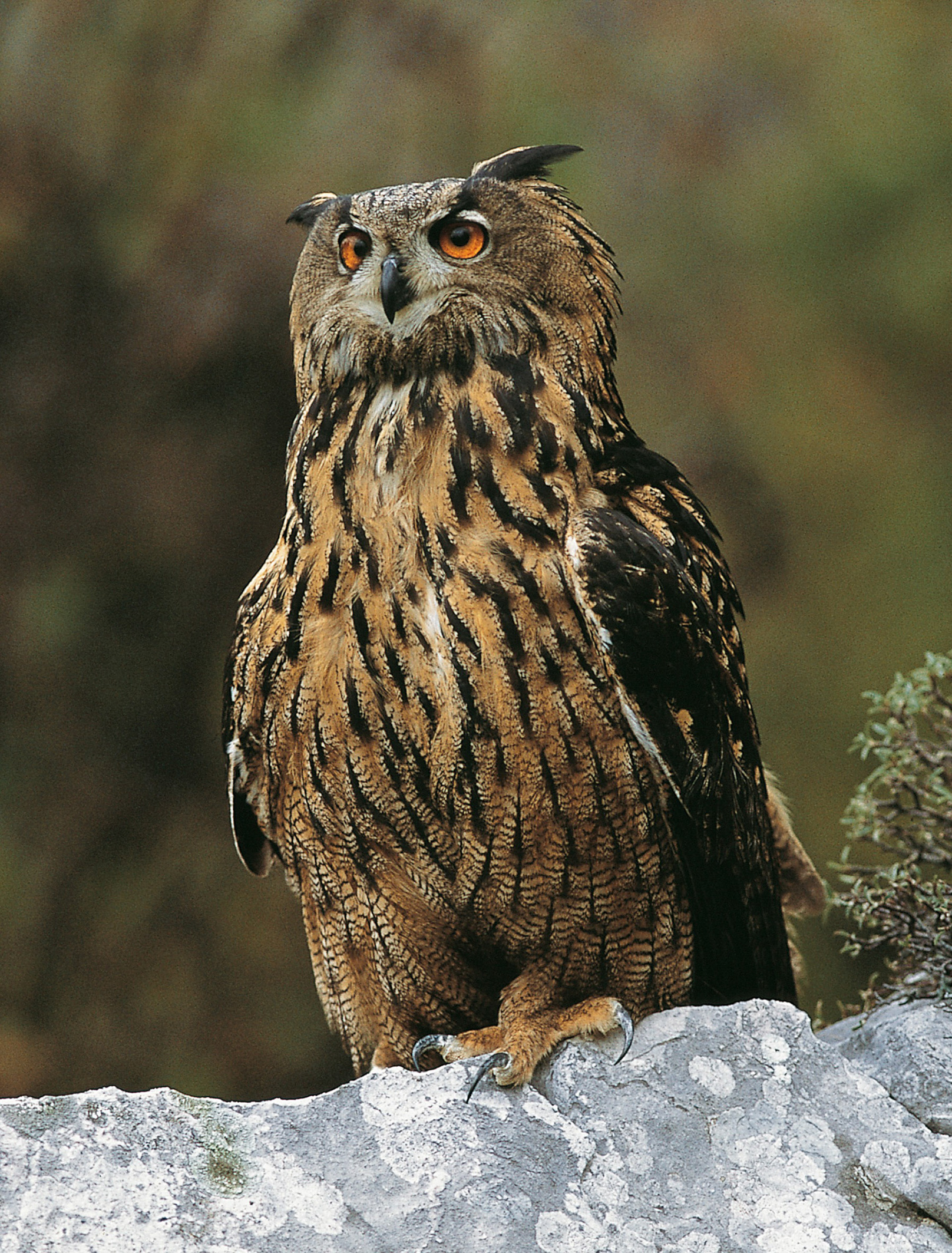 2 Velika uharica foto Tomaz Mihelic